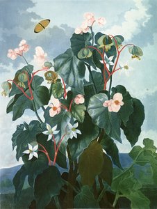 Caldwellin kaiverrettu viistolehtinen Begonia, Robert Thorntonin julkaisemasta teoksesta "The Temple of Flora", pub. 1800